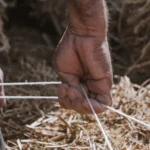 Crise agricole au Sud-Liban : guerre, sécheresse et survie menacent l’avenir du secteur