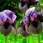Lebanon Strengthens Its Role as a Biodiversity Reservoir: “Akkar Iris Trail Garden” A Pioneering Initiative to Protect Endangered Species