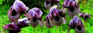 Lebanon Strengthens Its Role as a Biodiversity Reservoir: “Akkar Iris Trail Garden” A Pioneering Initiative to Protect Endangered Species