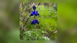 Nature and Humanity Under Fire, Yet Hope Endures Through Hima
