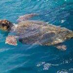 Endangered Loggerhead Sea Turtle Nests on Busy Batroun Beach, Inspiring Community-Led Conservation Effort