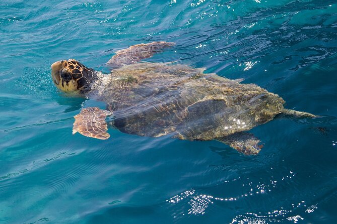 Endangered Loggerhead Sea Turtle Nests on Busy Batroun Beach, Inspiring Community-Led Conservation Effort